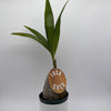 Coconut Palm (Cocos Nucifera)