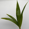 Coconut Palm (Cocos Nucifera)