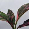 Variegated Banana 'Musa Nono'