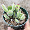 Cotyledon tomentosa Bear's Paw