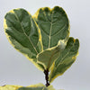 Variegated Ficus Lyrata 'Golden Sunshine'