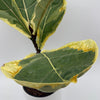 Variegated Ficus Lyrata 'Golden Sunshine'