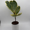 Variegated Ficus Lyrata 'Golden Sunshine'