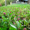Creeping Smartweed™ — Low-Growing, Native Groundcover with Pink Blooms & Pollinator Friendly