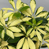 Variegated Umbrella Bush