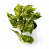 Pothos Marble Queen
