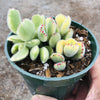 Cotyledon tomentosa Variegated Bear's Paw