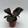 Philodendron Red Heart