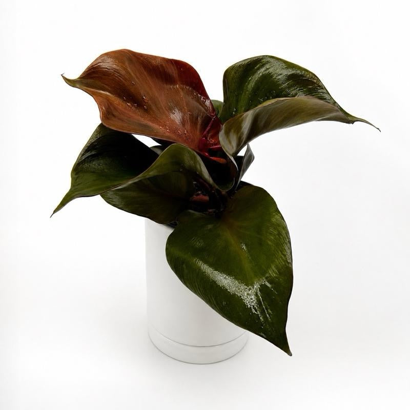 Philodendron Red Heart