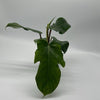 Philodendron Squamiferum