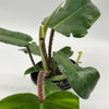 Philodendron Squamiferum