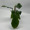 Philodendron Squamiferum