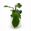 Philodendron Squamiferum