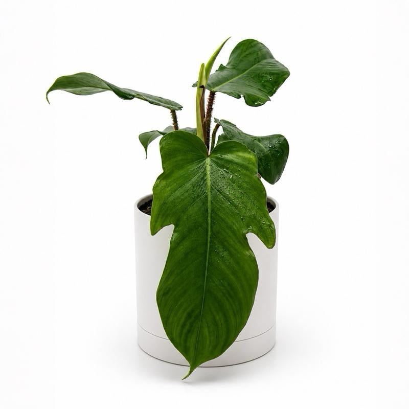 Philodendron Squamiferum