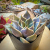 Graptopetalum Rusbyi