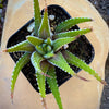 Haworthia Zebra/ Best Beginner Succulent