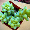 Sedum Donkey's Tail