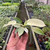 Philodendron 'Florida Ghost'
