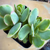 Variegated Crassula Ovata