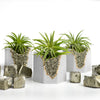 PYRITE GEODE PLANTER