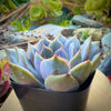 Echeveria Orion