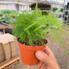 Fern 'Asparagus'