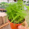 Fern 'Asparagus'
