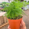 Fern 'Asparagus'