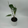 Alocasia Stingray