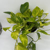 Pothos Neon Queen