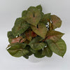 Syngonium Podophyllum 'Maria Allusion'