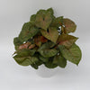 Syngonium Podophyllum 'Maria Allusion'