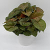 Syngonium Podophyllum 'Maria Allusion'