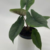 Alocasia Scalprum
