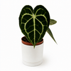 Anthurium King of Clarinervicum