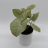 Syngonium Milk Confetti
