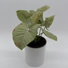 Syngonium Milk Confetti