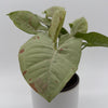 Syngonium Milk Confetti
