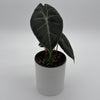 Alocasia 'Pink Dragon Morroco'