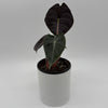 Alocasia 'Pink Dragon Morroco'