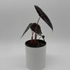 Alocasia 'Pink Dragon Morroco'