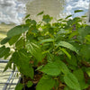 Mulberry 'Everbearing' (Morus nigra)