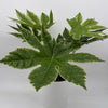 Variegated Fatsia Japonica Spider Web