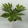 Variegated Fatsia Japonica Spider Web