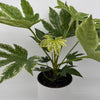 Variegated Fatsia Japonica Spider Web