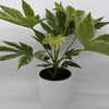 Variegated Fatsia Japonica Spider Web