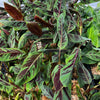 Blood Banana (Musa acuminata var. zebrina)