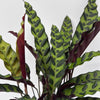 Calathea Lancifolia