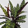 Calathea Lancifolia