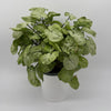 Syngonium Moonshine